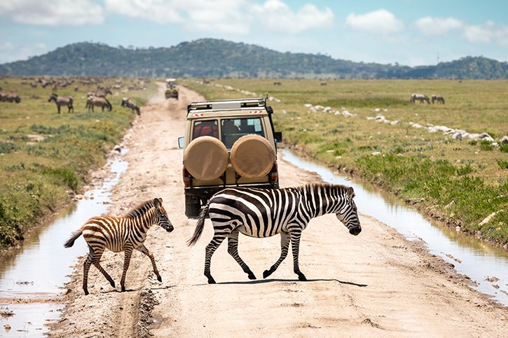 african safaris